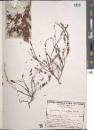 Image result for Asparagus minutiflorus