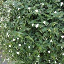 Image result for Gibasis