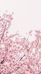 Background Flower Phone Wallpaper Live Wallpaper Iphone Phone Wallpaper