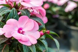 Image result for Impatiens keilii