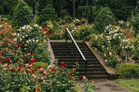 $1.20 spring roll (2) vegetable. Local S Guide To The Portland Rose Garden 2021 With Photos