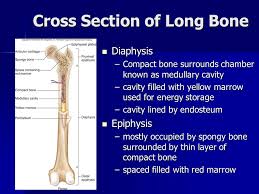 Draw a cross section of compact/osteon bone labeling all microscopic structures. The Skeletal System The Skeletal System Functions Support Support Structured Frame That Supports Other Body Structures Protection Protection Surround Ppt Download