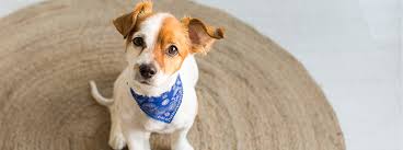 Try not to stress yourself when introducing your puppy to older dogs taking your dog in a carrier or stroller through busy parks and neighborhoods can help get them used to the sights and sounds. Bringing Home A New Puppy The Ultimate Guide My Family Vets