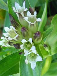 Image result for Schinziella tetragona