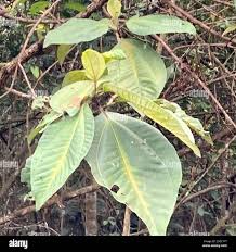 Image result for Bellucia pentamera