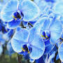 Blue Orchid from www.housebeautiful.com