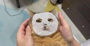 Image result for Cyphostemma glandulosissimum