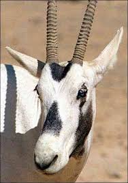 Image Result For Arabian Oryx Face Wild Animal Park Rare Animals Nearly Extinct Animals