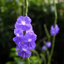 Image result for Stachytarpheta indica