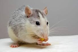 How Long Can Rats Live Without Food And Water Thepetfaq