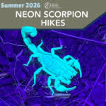 Summer Neon Scorpion Hikes
