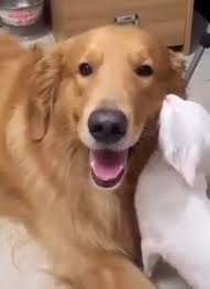 Forbidden Desires - Young Girl Craves a Dog's Cock