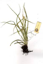 Image result for Kyllinga alba