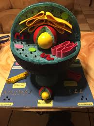 That is why you need something like a 3d model to help you understand. Animal Cell Project Asta Edu Au