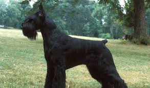 Black Miniature Schnauzer Haircut Styles All About Style