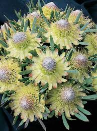Image result for Protea argyrea