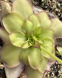 Image result for Launaea rarifolia