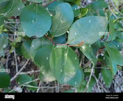 Image result for Pterocelastrus