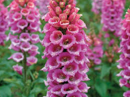 Check spelling or type a new query. Foxglove Flowers How To Grow Foxgloves Hgtv