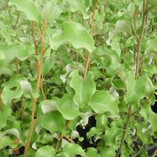 Image result for Olearia