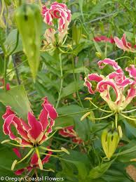 Image result for Gloriosa superba