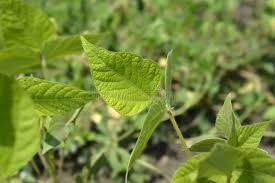 Image result for Vigna umbellata