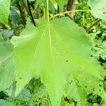 Image result for Triumfetta cordifolia