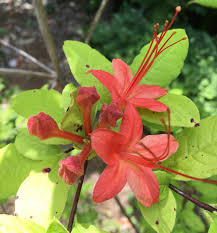 Birmingham residents who desire flowers to celebrate occasions or mark a special moment in time can rely on us to be as. 5 Plants You Ll See Everywhere When You Move To Birmingham Al Sparefoot Moving Guides