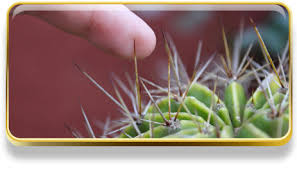 Me espine, con cientos de astillas o púas o aguates de nopal es sumamente doloroso, pero es muy sencillo quitarlas con este método con cinta canela, espero. Que Significa Sonar Con Espinas Significado De Los Suenos