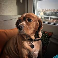 Sena Unver Adli Kullanicinin Animals More Like Dogs Panosundaki Pin