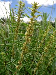 Image result for Clutia hirsuta