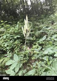 Image result for Tinospora fragosa