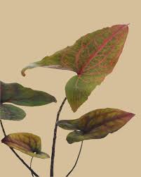 Image result for Pilea johnstonii