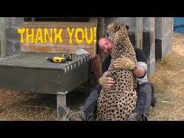 2760 African Cheetah Thanks Man For Building Stair Steps To Help His Limbs Big Cat Breed Funny Animal Videos Funny Animal Photos Unusual Animal Friendships