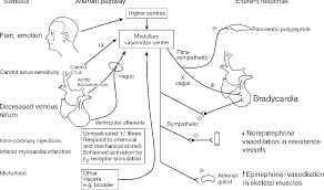 It is usually triggered by. Figure 1 From Perioperative Bradycardia And Asystole Relationship To Vasovagal Syncope And The Bezold Jarisch Reflex Semantic Scholar
