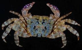 Image result for Euploca katangensis