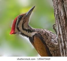 Wood Pecker Bird Tree Stock Photo 1394473469 | Shutterstock
