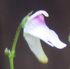 Image result for Genlisea hispidula