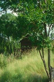 Image result for Combretum erythrophyllum