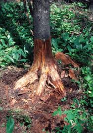 Therefore, perform transplanting when the roots fill the entire pot. Recent Advances In Tree Root Mapping And Assessment Using Non Destructive Testing Methods A Focus On Ground Penetrating Radar Springerlink