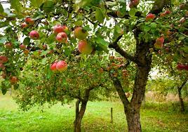 We also stock a modest range of fruit trees and berries. Seeds Of Success For Growing Fruit