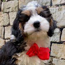 These are the kinds of dogs who are devoted to their owners, and become the centre of a loving home, where they will like to lay by. Rottweiler Healthy Rottweiler Puppies For Adoption