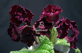 Image result for Streptocarpus goetzei