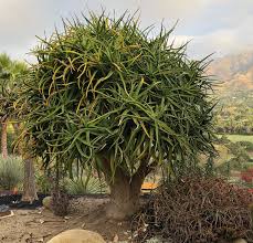 Image result for Aloidendron barberae