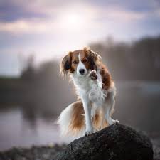 Assistent van de kooibaas, bewaker van huis en erf, verdelger van muizen, mollen en ratten. Der Kooikerhondje Ist Ein Beliebter Familienhund Aus Den Niederlanden Im Steckbrief Erfahrt Ihr Alles Uber Die Geschichte Den Familienhund Whippet Hund Hunde