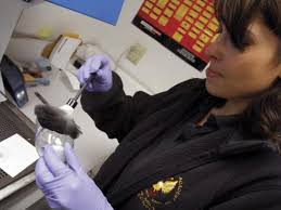 CSI: Santa Barbara County