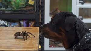 Cats & dogs / cast Cats Dogs 3 Paws Unite 2020 Imdb