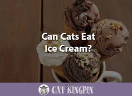 My careless brother left his ice cream on the table and my 4 month old cat ate some. Can Cats Eat Ice Cream Cat Kingpin