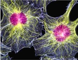 Some of the important areas where cell culture plays an important role are toxicity testing, cancer research, virology. An Animal Cell Culture Advance Technology For Modern Research