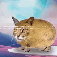 kediler patates yer mi sosyalmedya tv bb buradabiliyorum com